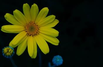 情人菊 情人菊是多年生花卉吗