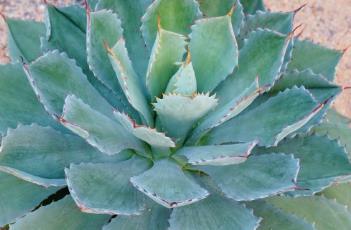 吉祥冠（吉祥冠锦）
