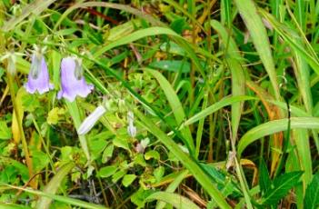 沙参_本草崇原 沙参_本草崇原