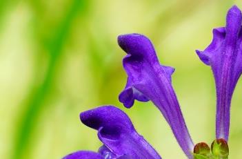 黄芩_神农本草经百种录（黄芩神农本草经中医中药网）