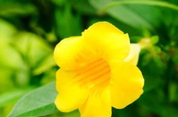 软枝黄蝉花（软枝黄蝉花程式）