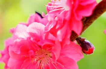 紫叶桃花（紫叶桃花图片）