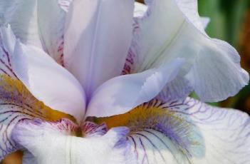 白花鸢尾 白花鸢尾花