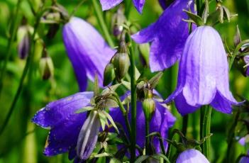 沙参_本草崇原 沙参_本草崇原