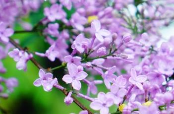 什锦丁香（什锦丁香花）