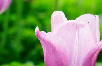 荷兰美人郁金香（郁金香 荷兰美人）