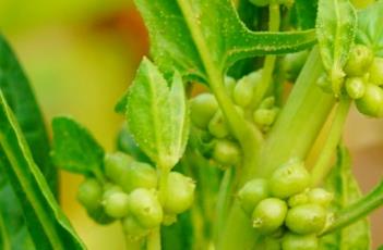 菠菜子（菠菜籽长什么样子图片）