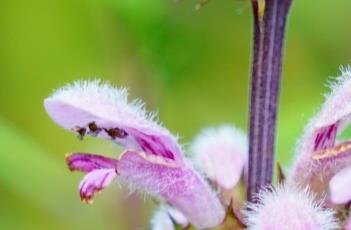 益母草_本草便读