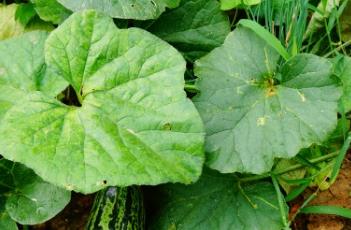 甜瓜皮 甜瓜皮可以吃吗