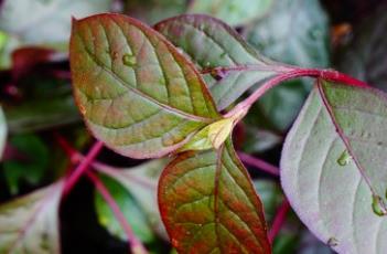 紫杯苋（紫杯苋图片）