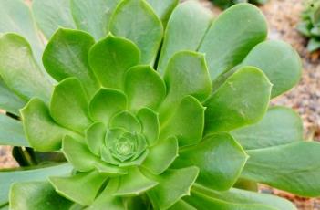 玉龙观音（玉龙观音的寓意和象征）