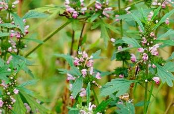 益母草(益母草颗粒)