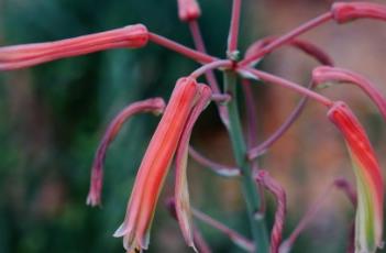 珍珠芦荟（珍珠芦荟的作用与功效）