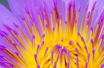 睡火莲（睡火莲人鱼公主）