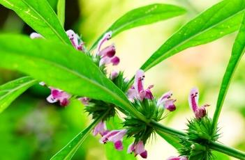 益母草_本草备要（益母草组成）