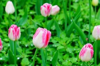 英菲尼提郁金香