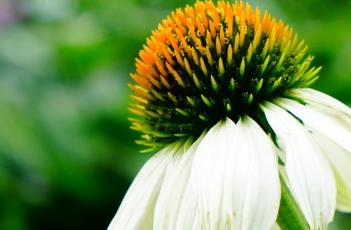 白花松果菊（白花松果菊植物智）