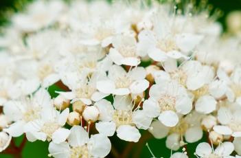 华北绣线菊（华北绣线菊是什么科）