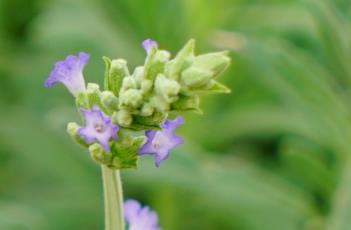 宽叶薰衣草 宽叶薰衣草不香