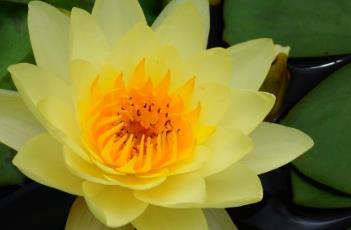 黄睡莲（黄睡莲花语）