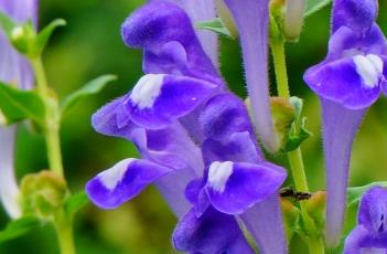 黄芩_本草新编 本草经黄芩