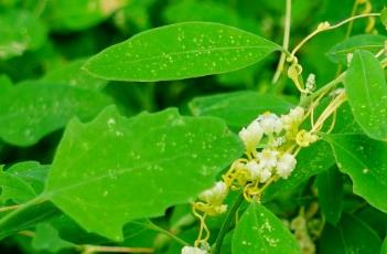 菟丝子_本草新编 菟丝子 本草