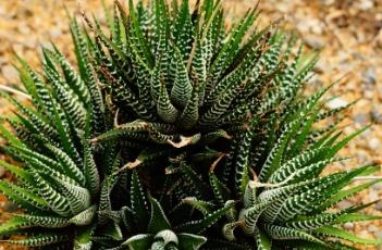 条纹十二卷（条纹十二卷开花图片）