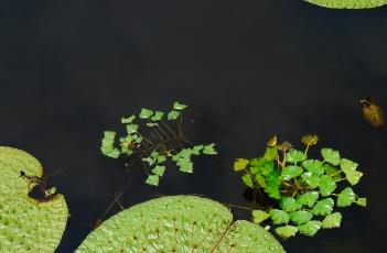 菱角_滇南本草 菱角云南有吗