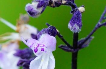 蓝萼香茶菜（蓝萼香茶菜药用部位）