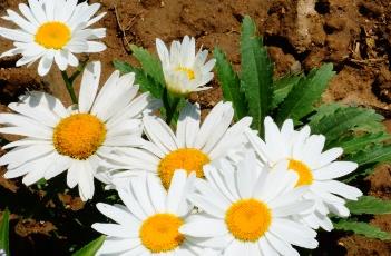 大滨菊（大滨菊播种时间和方法）