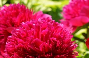 芍药_药鉴（芍药的资料）