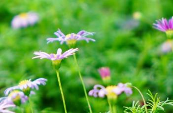 雁河菊