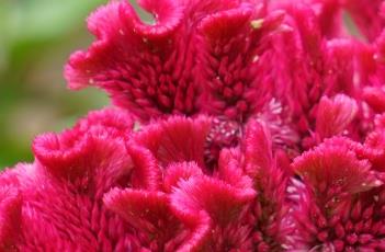 鸡冠花（鸡冠花图片）