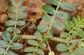 蒺藜_本草崇原 草本植物蒺藜