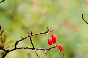 山茱萸_药鉴