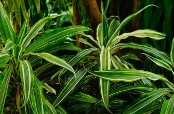 银边铁（银边铁图片）