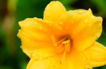 金娃娃萱草 金娃娃萱草