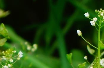 荠菜花