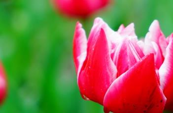 月光郁金香 郁金香 香