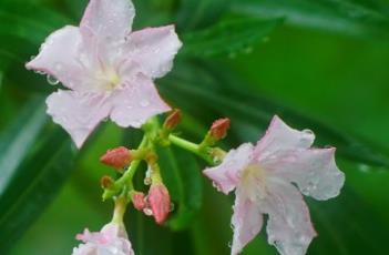 粉花夹竹桃 粉花夹竹桃价格