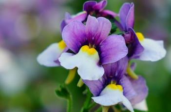 芳香龙面花