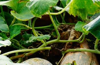 南瓜藤 南瓜藤能戒烟吗