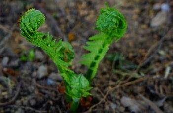 荚果蕨 荚果蕨怎么读