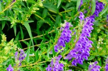 黄芩_滇南本草 本草经黄芩