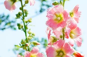 蜀葵_证类本草（蜀葵别名及药用价值）