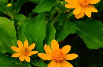 皇帝菊 帝皇菊的功效图片