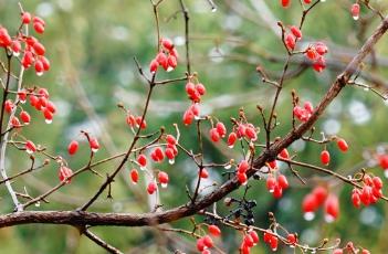 山茱萸_本草思辨录 《本草新编》山茱萸