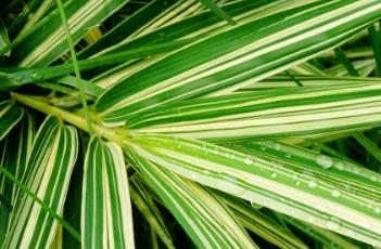 菲白竹 菲白竹是竹子吗