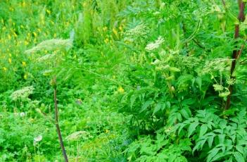 白芷_神农本草经百种录 白芷 神农本草经