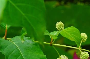 风箱树叶